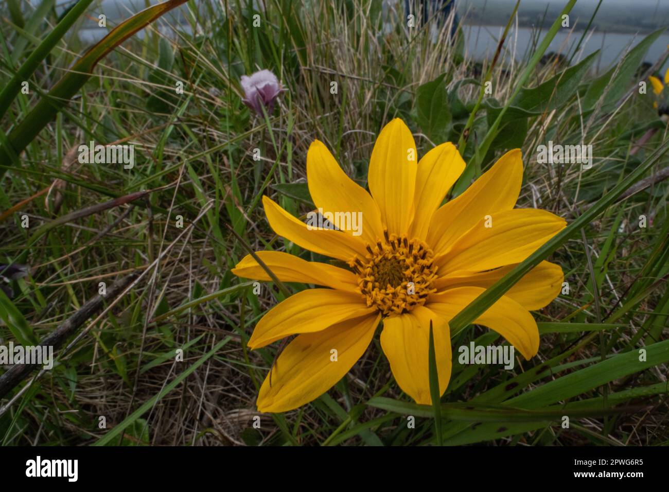 Wyethia angustifolia, der kalifornische Compassplant oder Narrowleaf Eselsohren blühen in einem Grasland an der Point Reyes National Sea im Marin County. Stockfoto