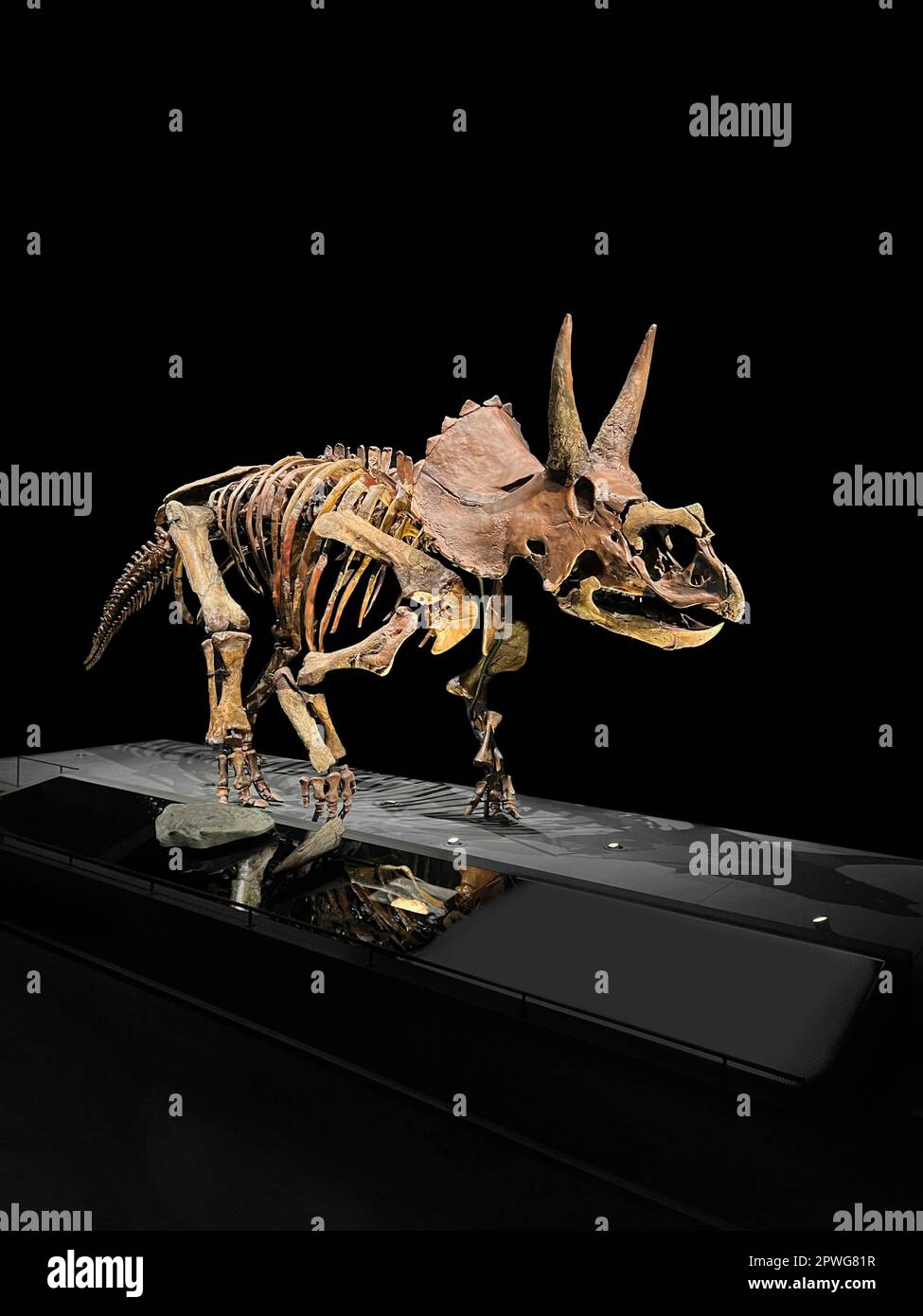 Lebensgrössendes Skelett von Triceratops im Museum Stockfoto