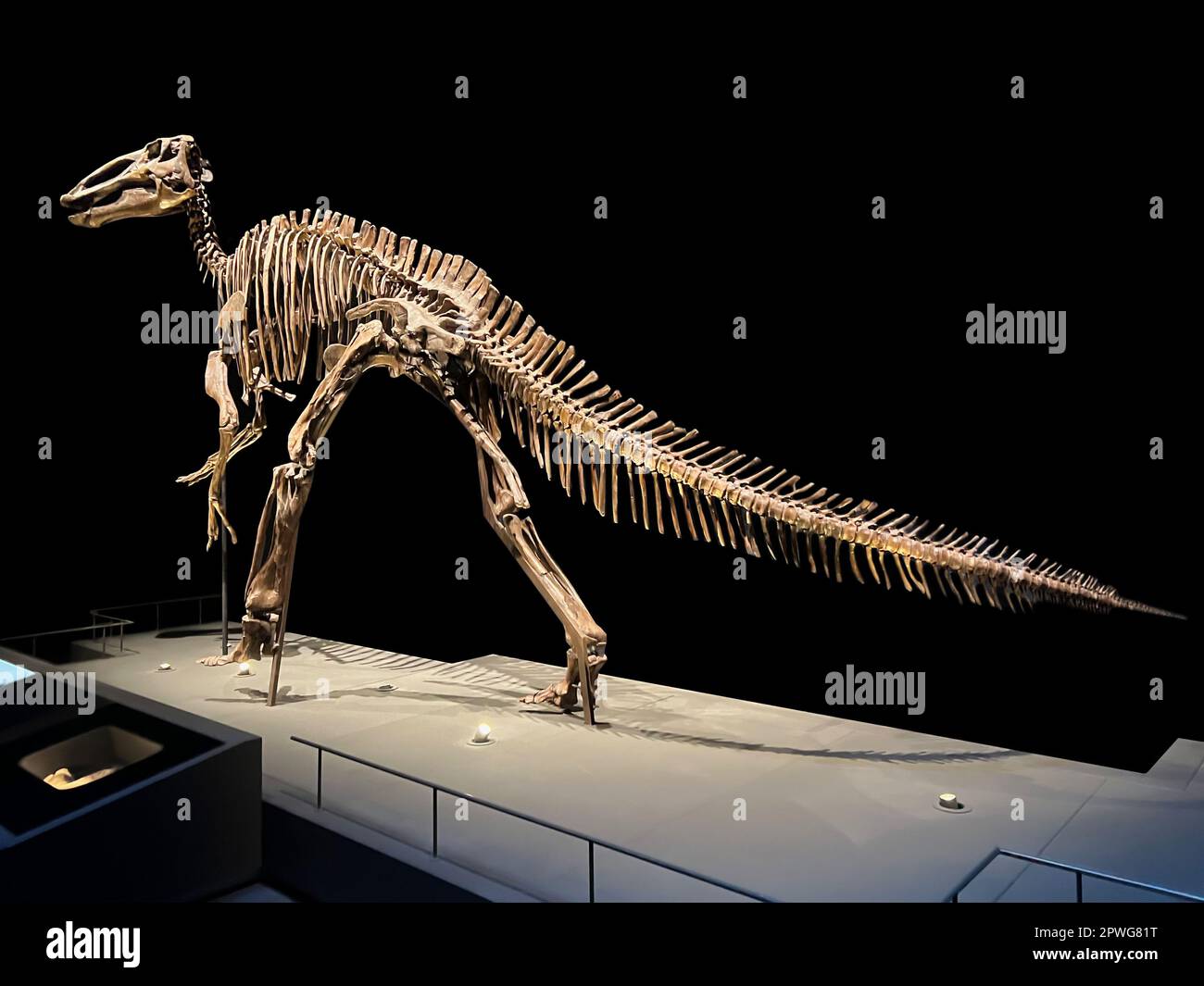 Das lebensgroße Skelett des edmontosaurus im Museum Stockfoto