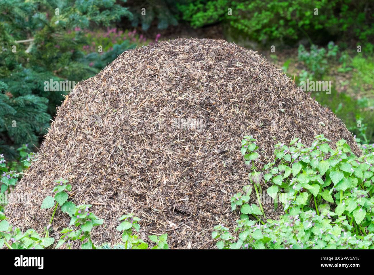 Anthill Wood Ameisen Nest Waldlandschaft Wildtiere Stockfoto