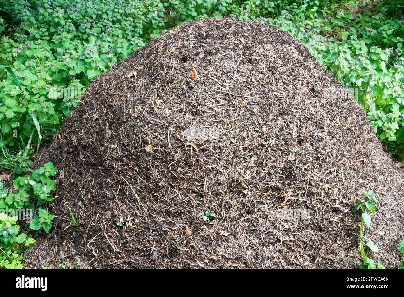 Wood Ant Nest, Anthill Forest, Formica rufa, Animal Buildings Ameisen Nest Stockfoto
