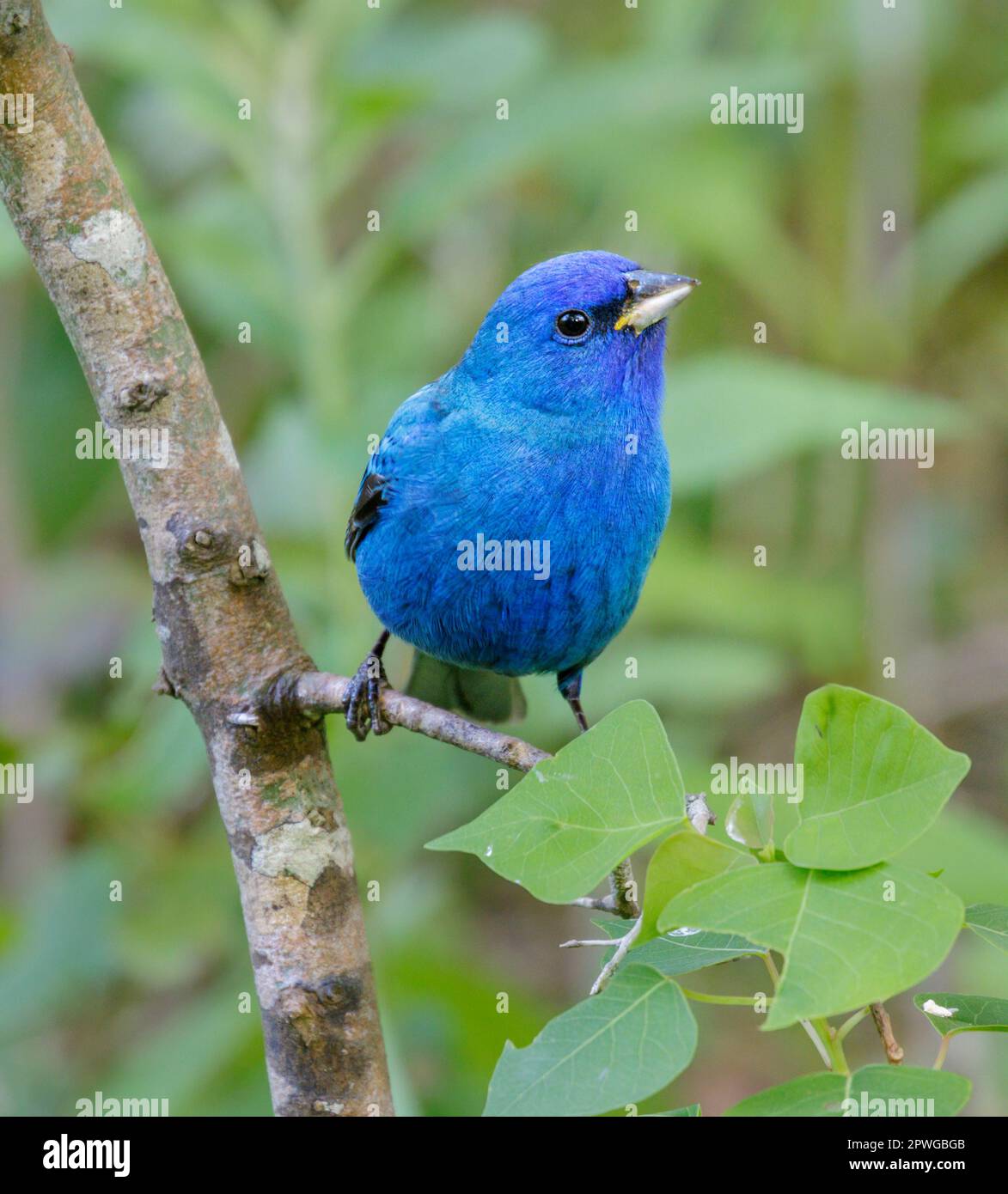 Indigo Bunting (Passerina cyanea) männlich während der Frühjahrswanderung in Galveston, Texas, USA. Stockfoto