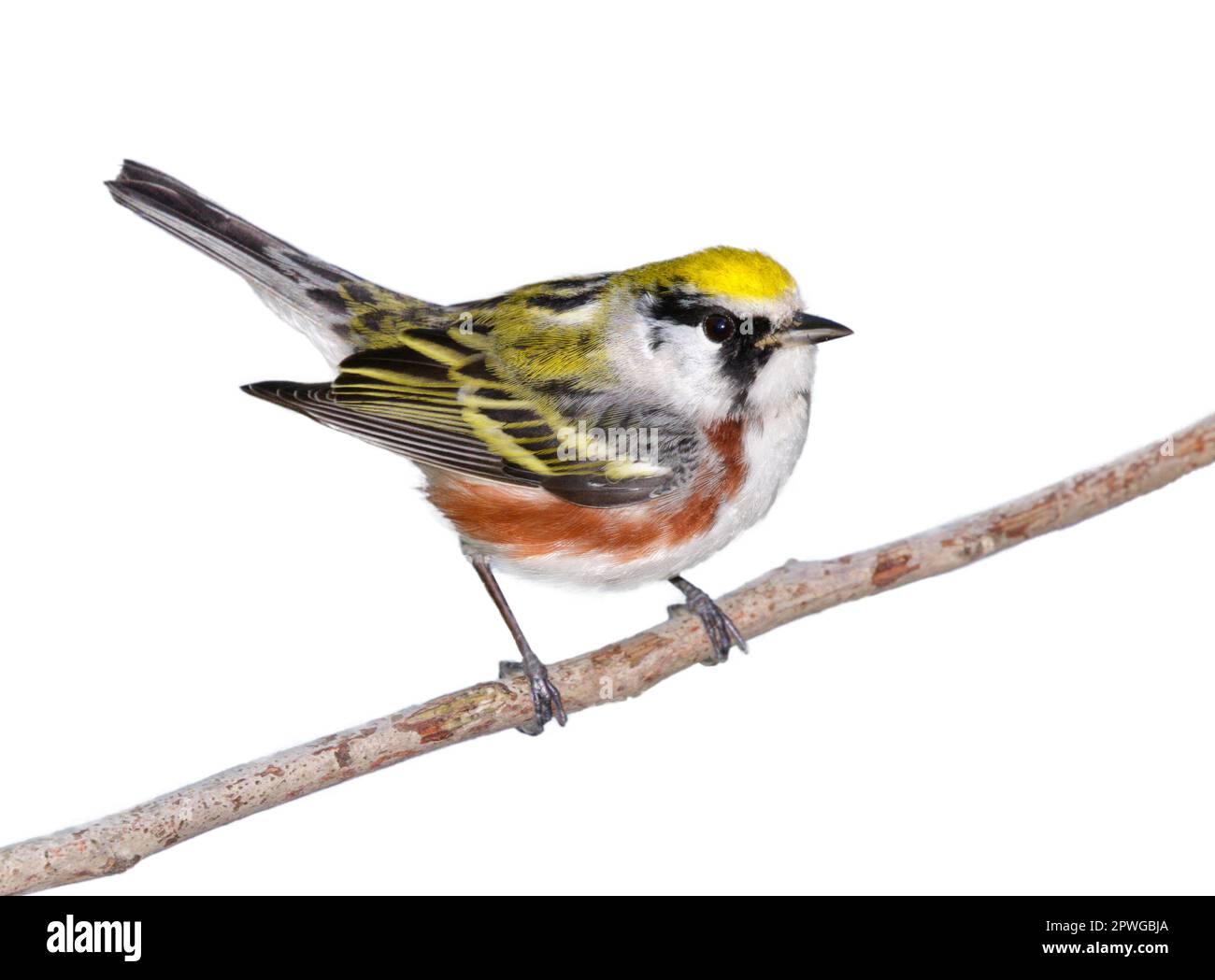 Kastanienpfeifer (Setophaga pensylvanica) männlich isoliert auf weißem Hintergrund. Stockfoto