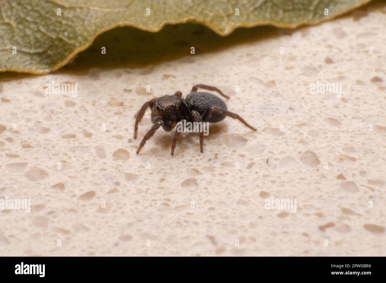 Makrofotografie mit braunen Spinnen. Spinnenaugen, kleine Spinnen. Insekten, natürliche Raubtiere. Stockfoto