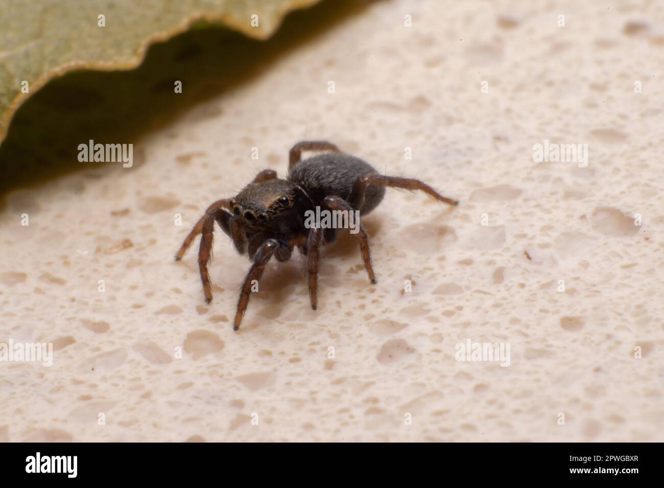 Makrofotografie mit braunen Spinnen. Spinnenaugen, kleine Spinnen. Insekten, natürliche Raubtiere. Stockfoto