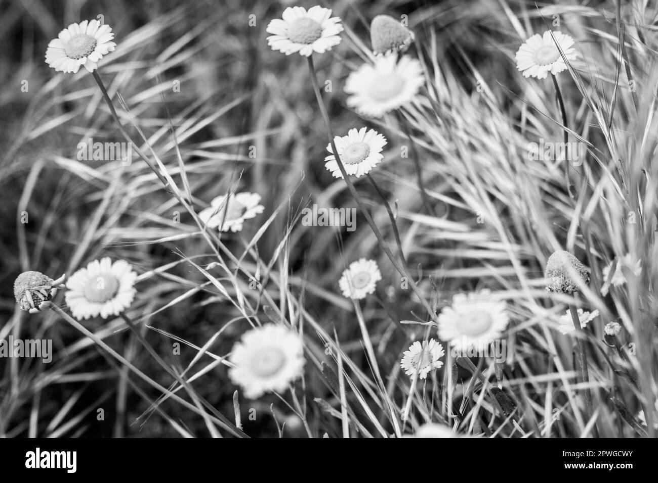 Gänseblümchen Blumen auf den wilden Feldern, Naturthema. In der Wildnis spazieren und Blumen beobachten. Stockfoto