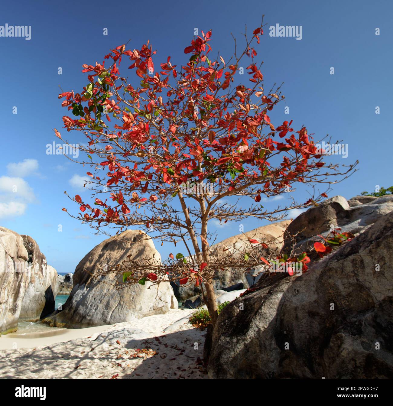 Ein Seegrapsbaum (Coccoloba uvifera) mit roten Blättern in Spring Bay, Virgin Gorda, BVI Stockfoto