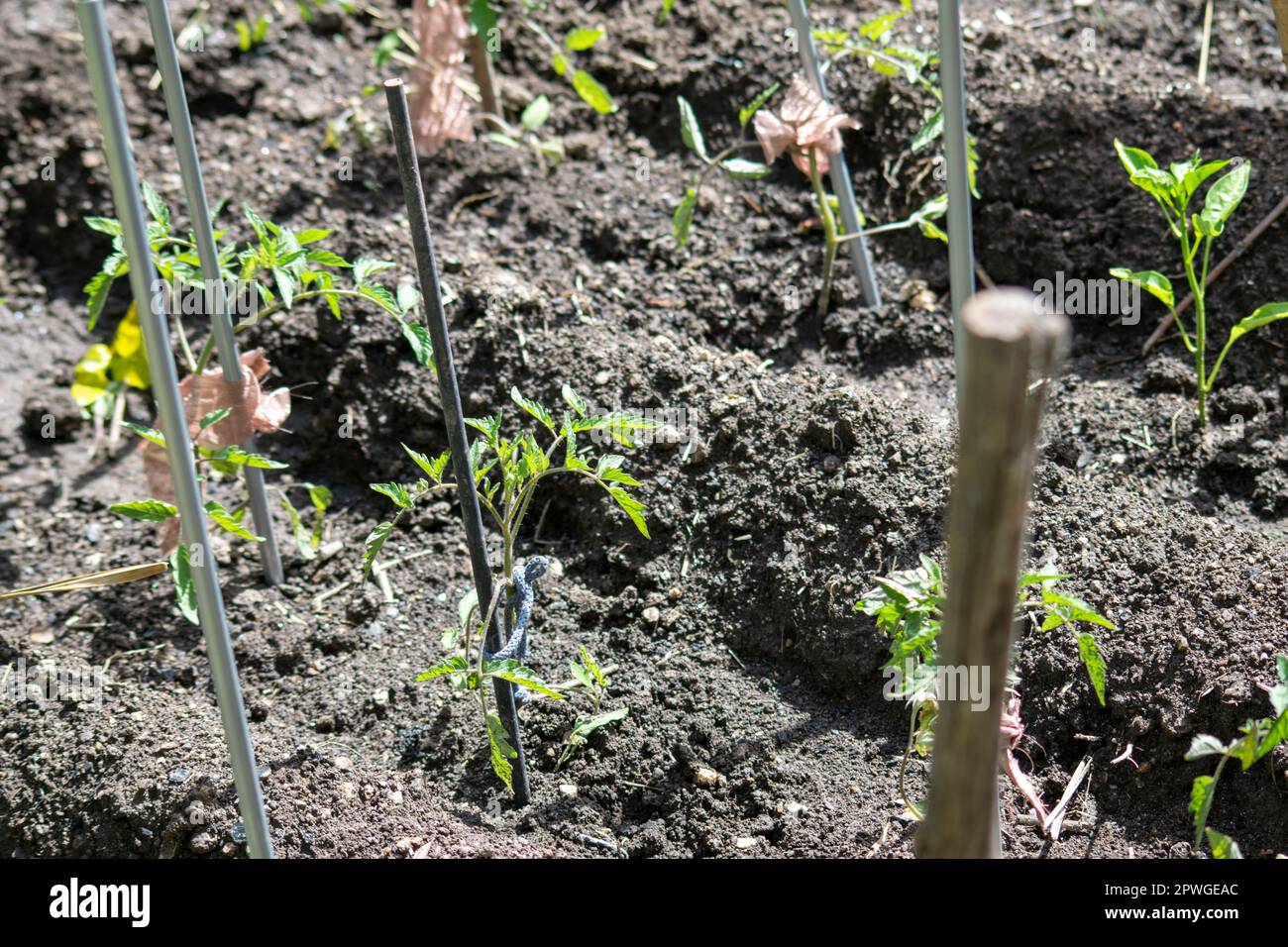 Anbau von Tomaten ohne Chemikalien, Bio-Lebensmittel und Heimgärtnerei. Vegane Lebensmittel zu Hause oder auf dem Land anbauen. Stockfoto