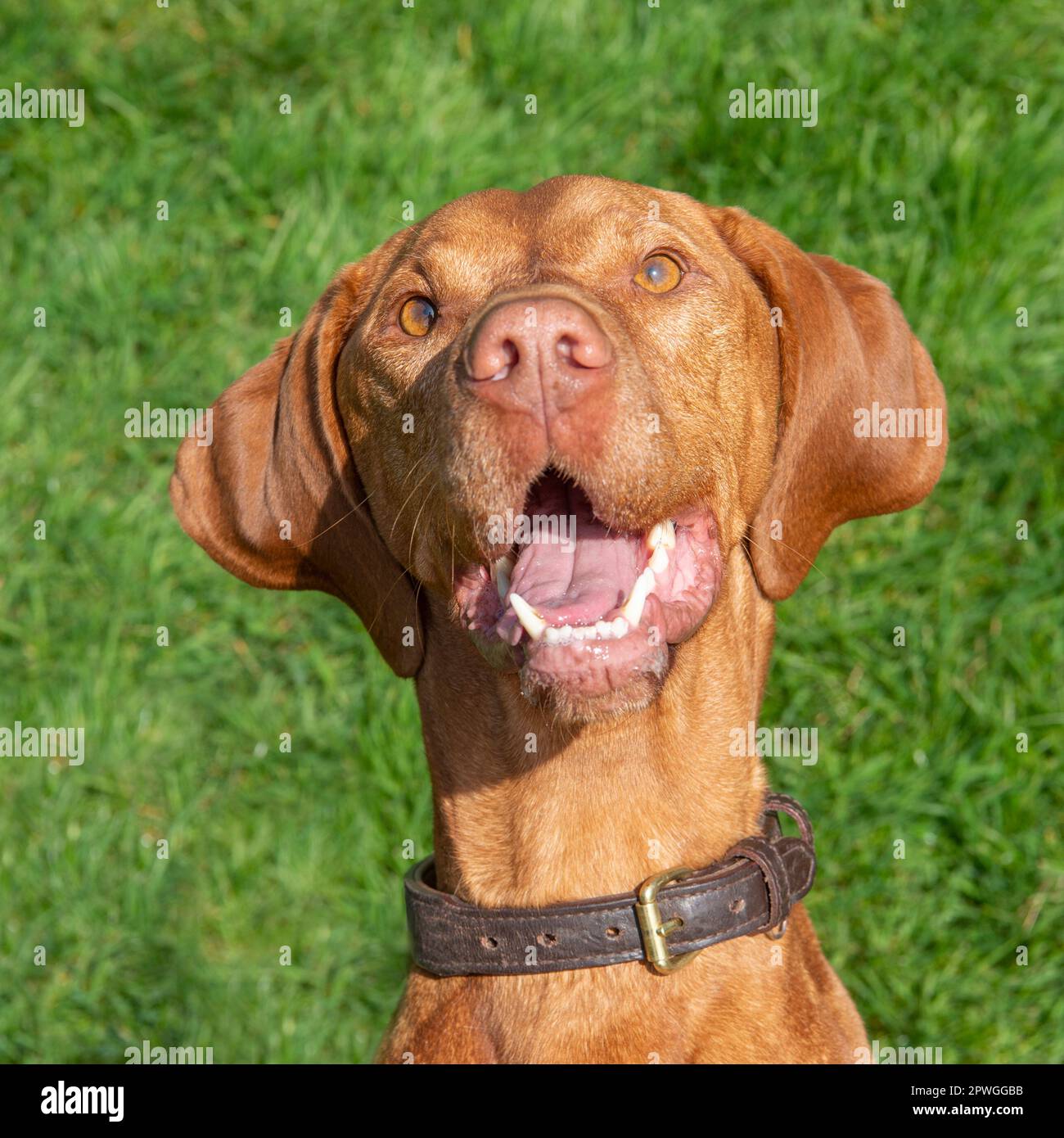 Ungarischer Vizsla-Hund, der in die Kamera lacht Stockfoto