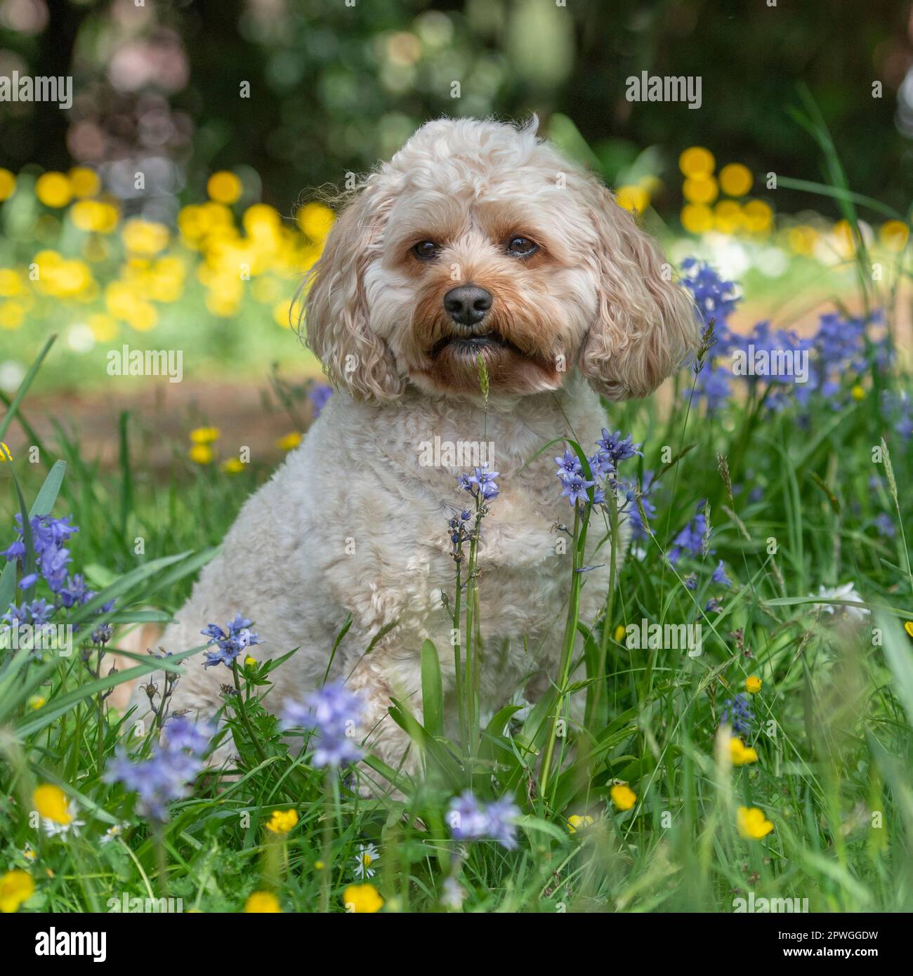 Cavapoo Stockfoto