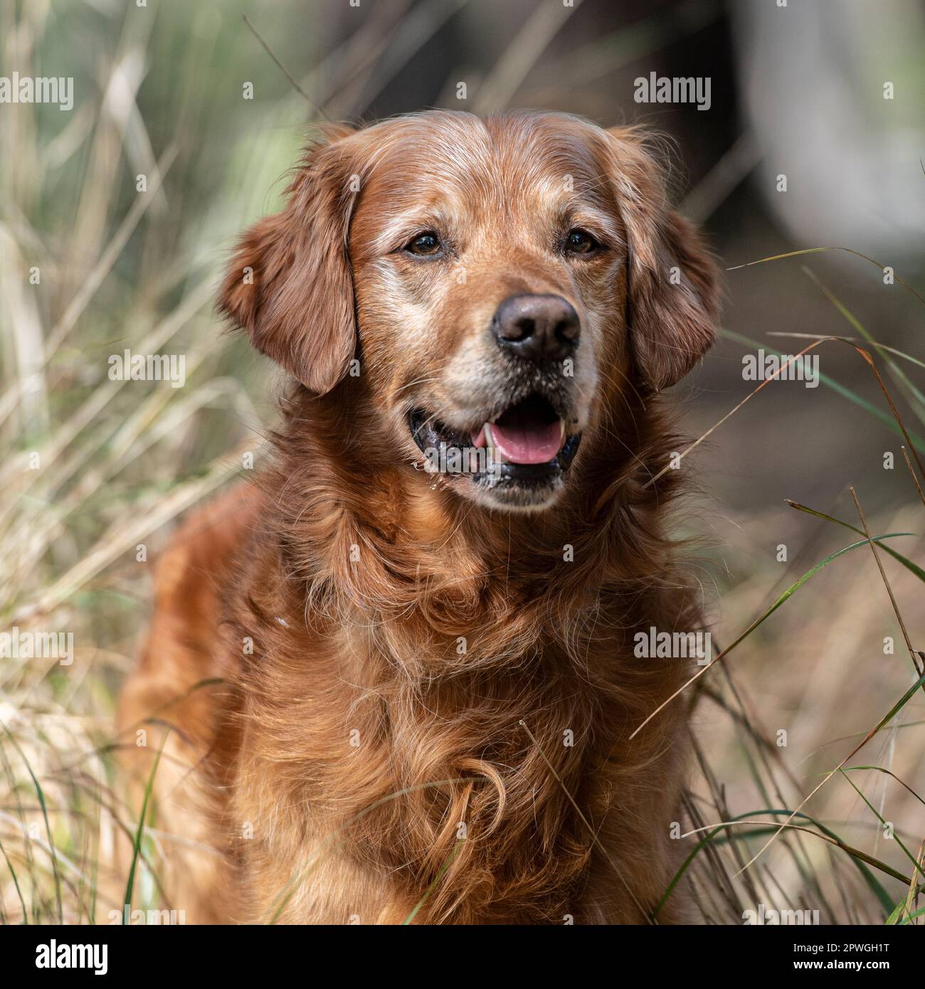 Golden retriever Stockfoto