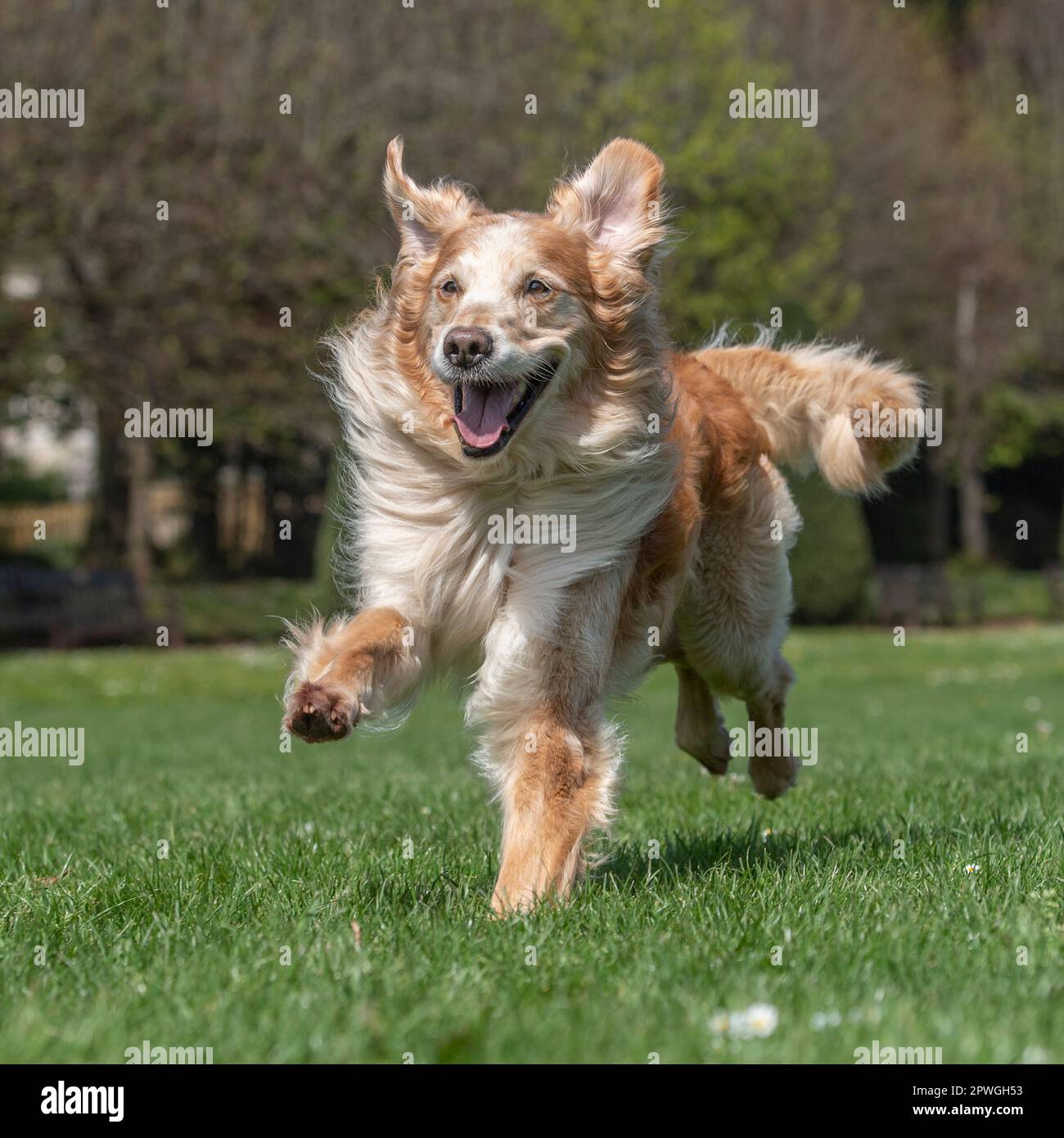 golden Retriever läuft auf die Kamera zu Stockfoto