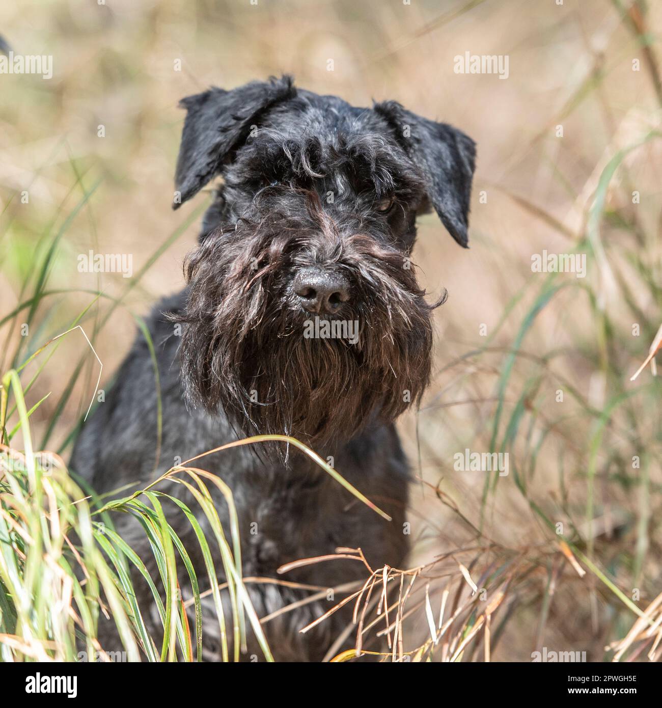 Mini Schnauzer Stockfoto