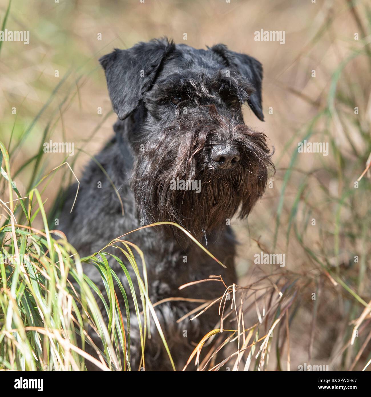 Mini Schnauzer Stockfoto