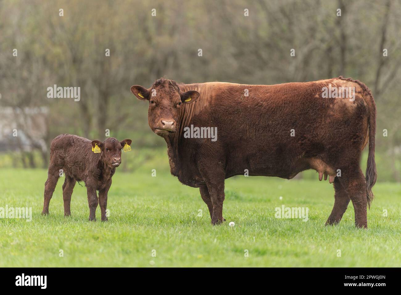 Ruby North Devon Kuh und Kalb Stockfoto