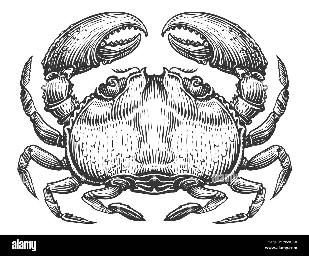 Ganze große Krabbe mit Krallen. Krustentiere im Stile der Vintage-Gravur. Meeresfrüchte-Skizze Stockfoto
