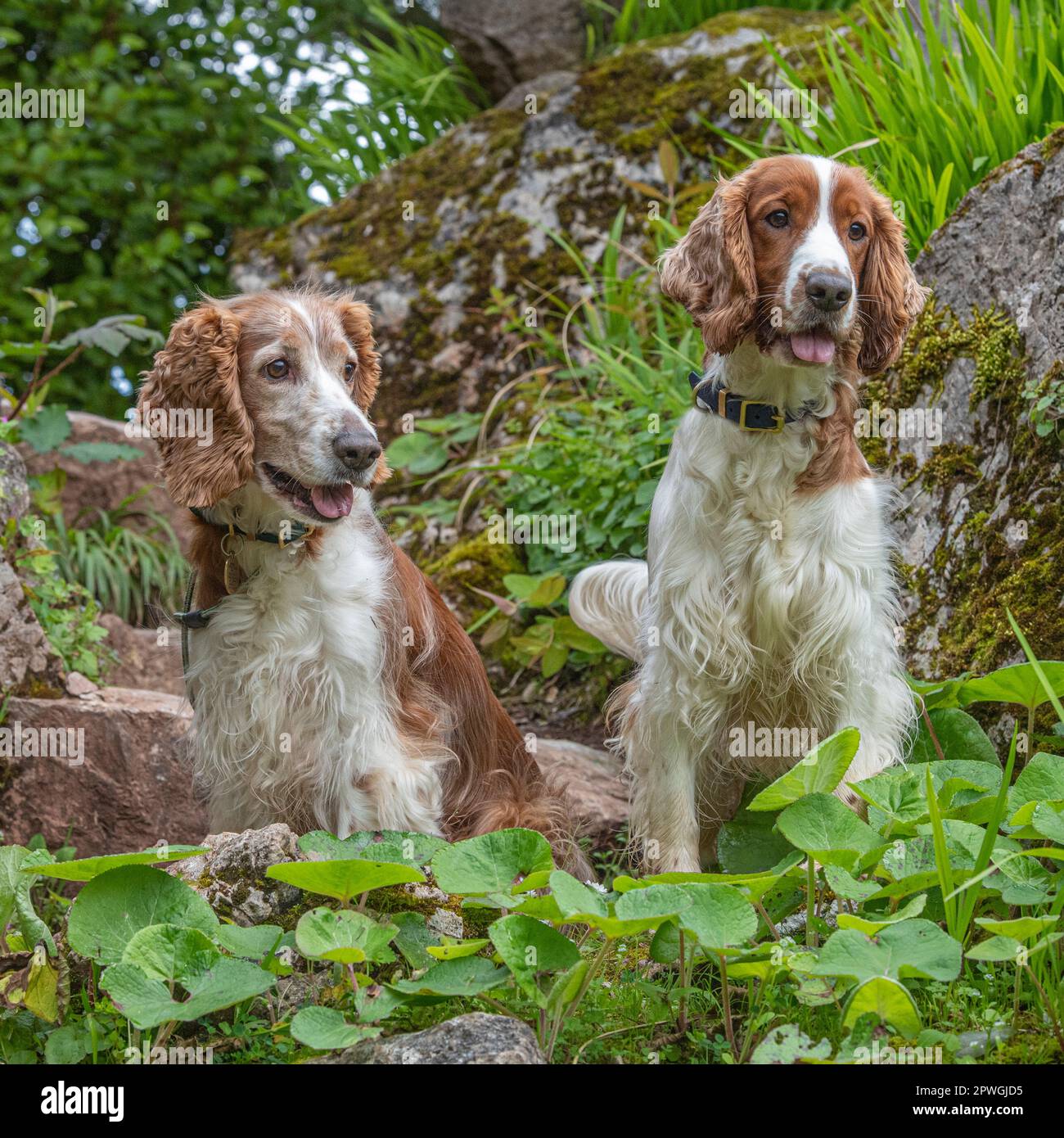 Zwei welsh springer Spaniels Stockfoto