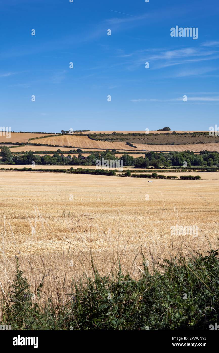 Blick auf die Landschaft in Wiltshire und die Getreidefelder an einem sonnigen Sommernachmittag in Südwestengland Stockfoto