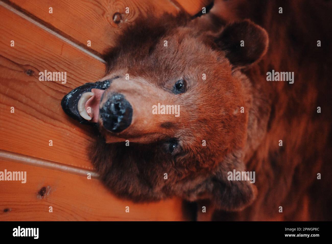 Tierprparation, Trophe mit braunem Brenfell an der Wand einer Holzhtte  Stockfotografie - Alamy