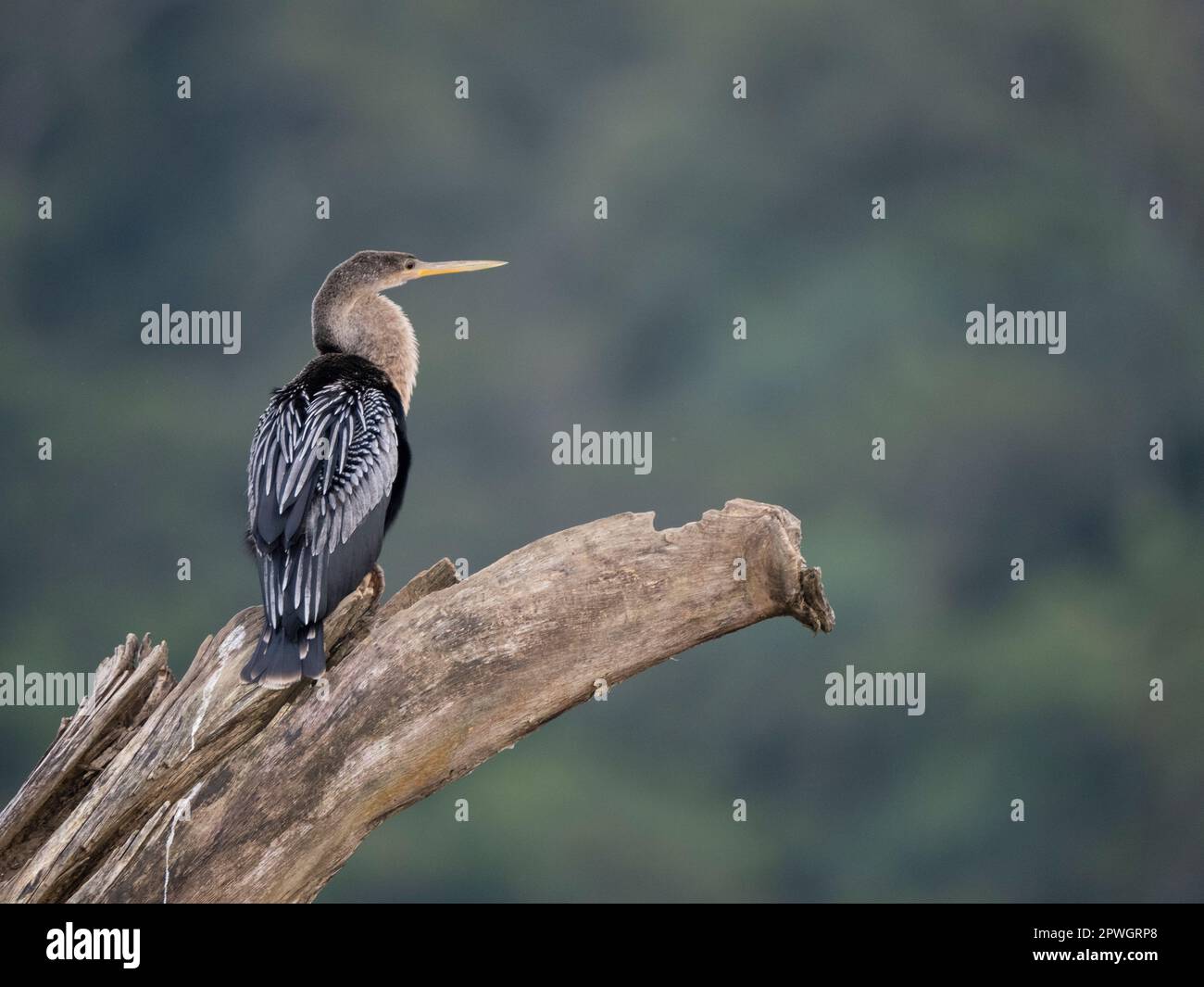 Anhinga (Anhinga anhinga), Tarcoles River, Costa Rica Stockfoto