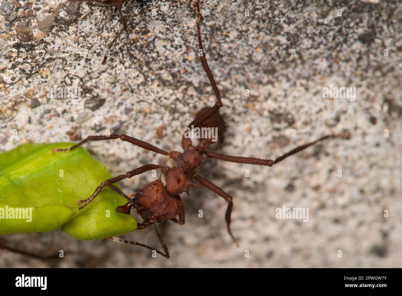 Blattzünger, Formicidae, Naturschutzgebiet Cabo Blanco, Costa Rica Stockfoto