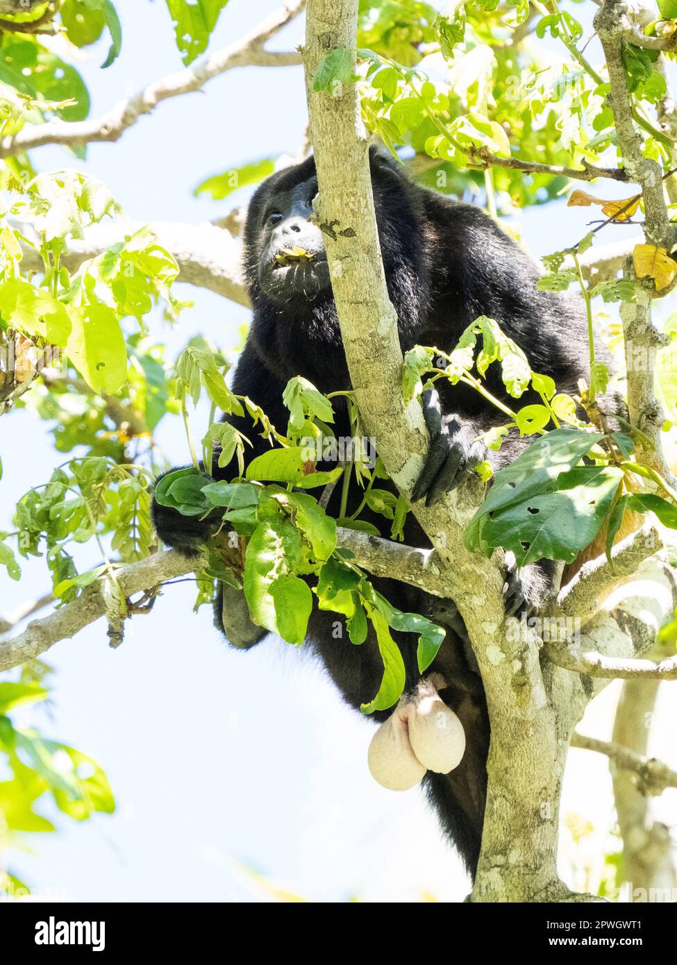 Männchen-Brüllaffe (Alouatta palliata), Naturschutzgebiet Cabo Blanco, Costa Rica Stockfoto