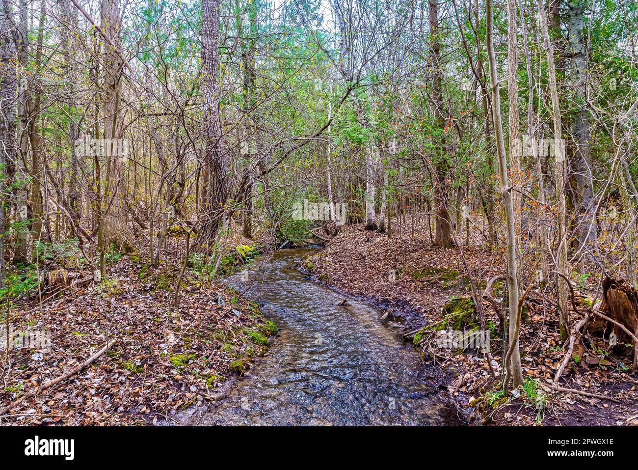 Wald in Kanada mit Frühlingsspuren. Übergangszeit zwischen Winter und Frühling. Grüne Bäume sind ein Vorbote des Frühlings, der zum Leben erwacht. Stockfoto Wald in Kanada mit Frühlingsspuren. Übergangszeit zwischen Winter und Frühling. Grüne Bäume sind ein Vorbote des Frühlings, der zum Leben erwacht. Stockfoto