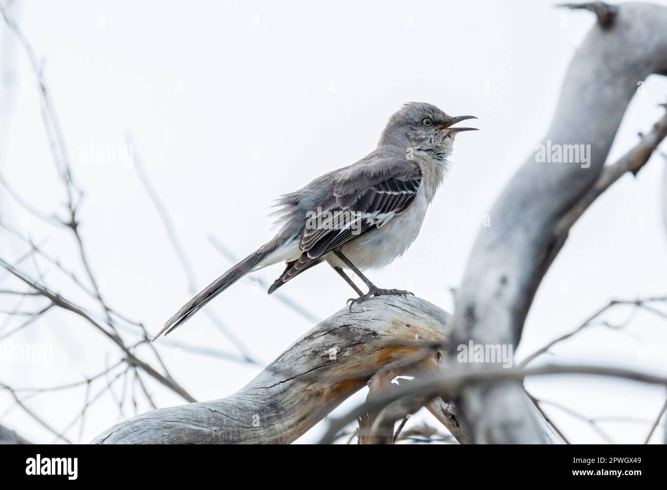 Ein nördlicher Spottvogel (Mimus polyglottos) singt auf einem alten, toten Baum in der Mojave-Wüste Südkaliforniens. Stockfoto