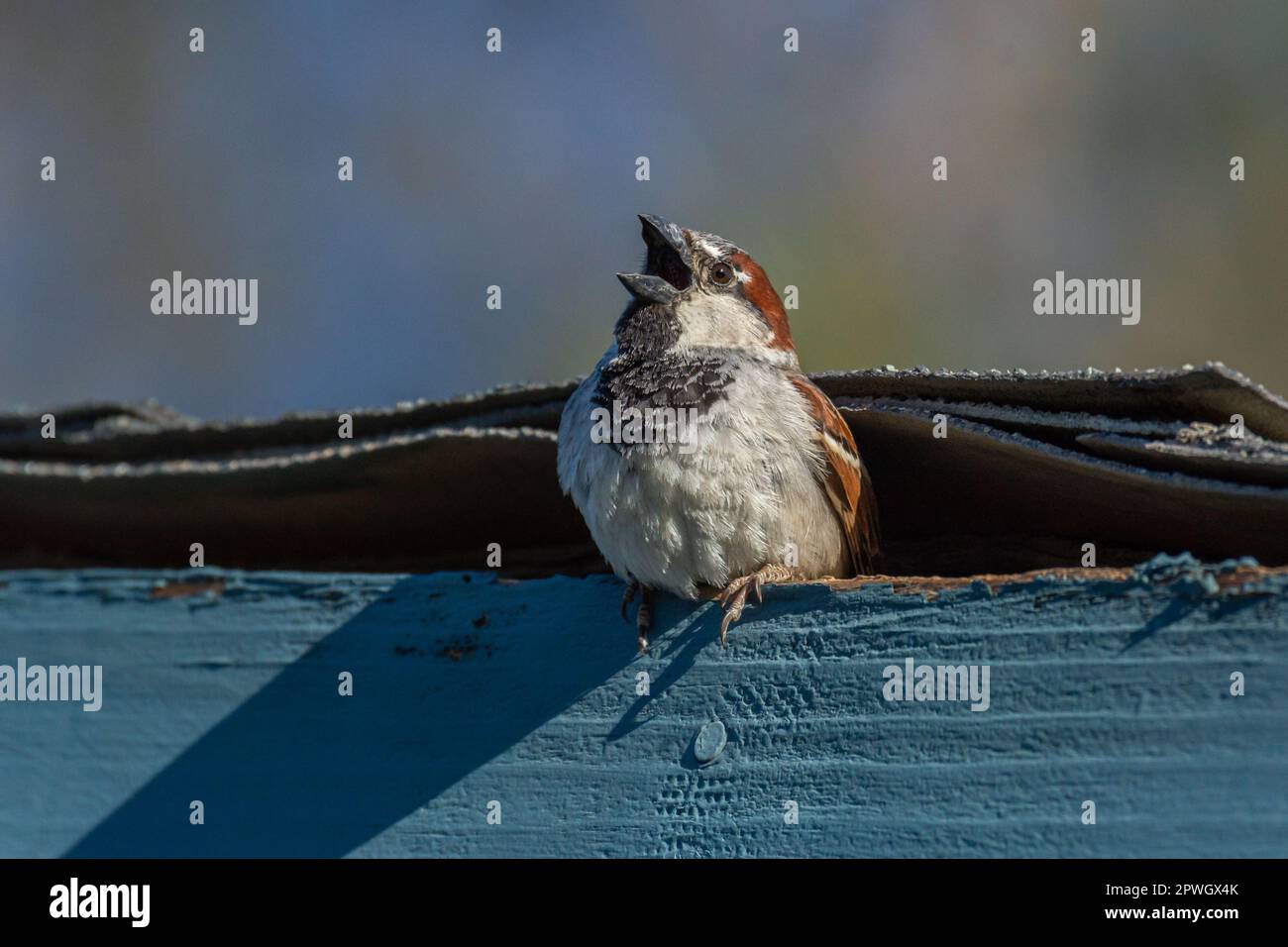 Ein junger männlicher Hausspatz (Passer domesticus) versucht, einen Partner an einen möglichen Nistplatz zu locken. Stockfoto