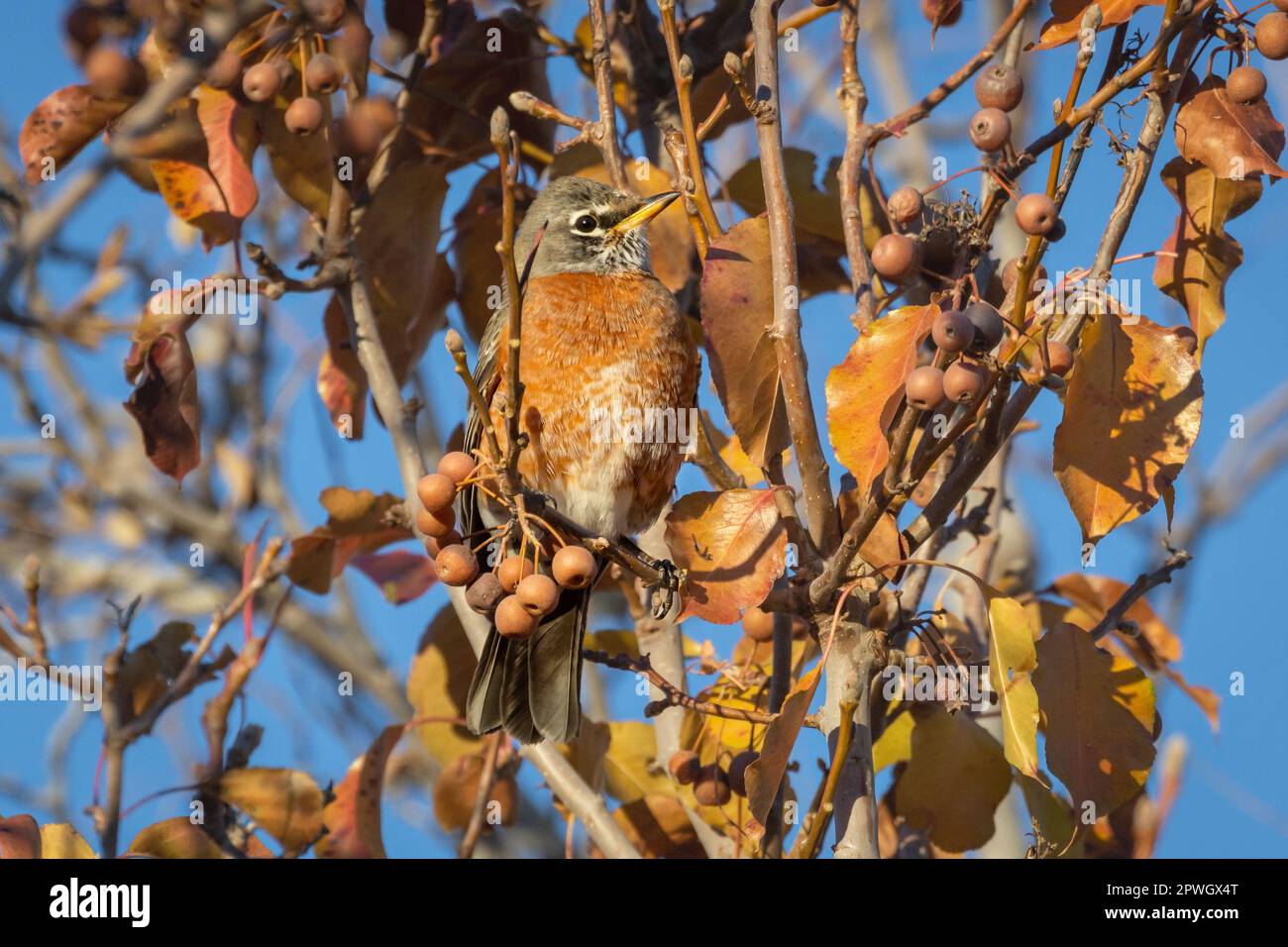 Ein amerikanisches Rotkehlchen (Turdus migratorius) zeigt seine effektive Tarnung in der Mojave-Wüste Südkaliforniens. Stockfoto