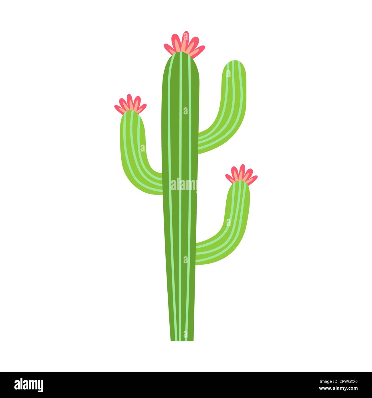 Arizona-Kaktus-Vektordarstellung. Kakteen, tropische Spinnenpflanzen mit  Blumen oder Blten, Sukkulente aus Arizona oder Mexiko, isoliert auf wei  Stock-Vektorgrafik - Alamy