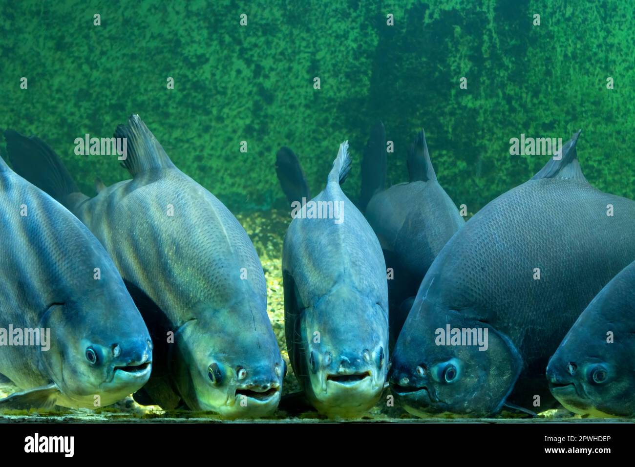 Eine Schar Piranhas in einem Aquarium. Gefährliche Fische, Raubtiere. Stockfoto