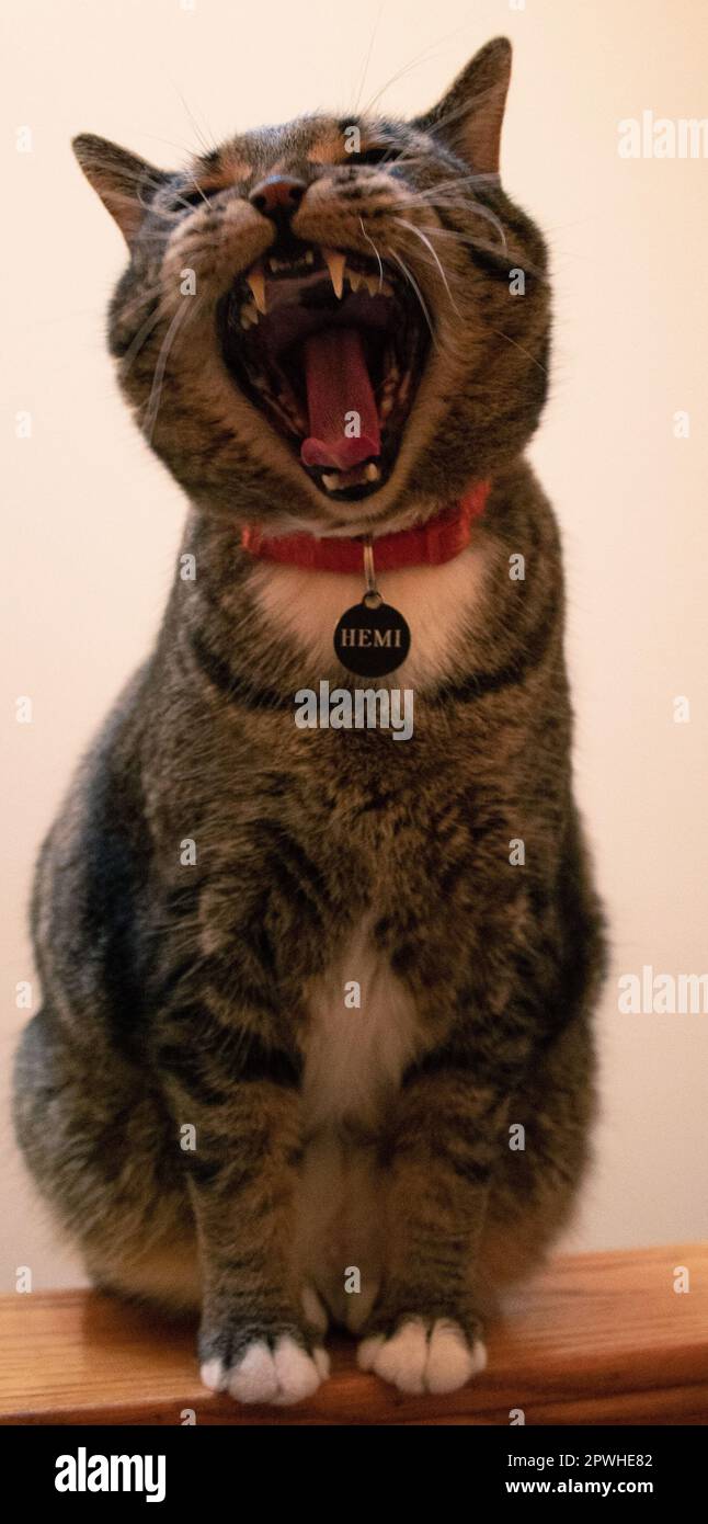 Meine Katze, Hemi Stockfoto