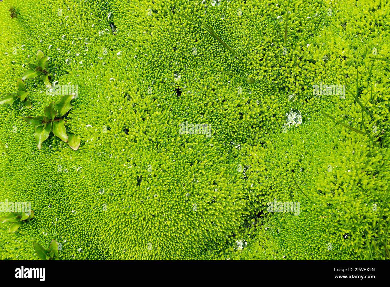 Grüner Moos-Hintergrund, gesehen in Island Stockfoto