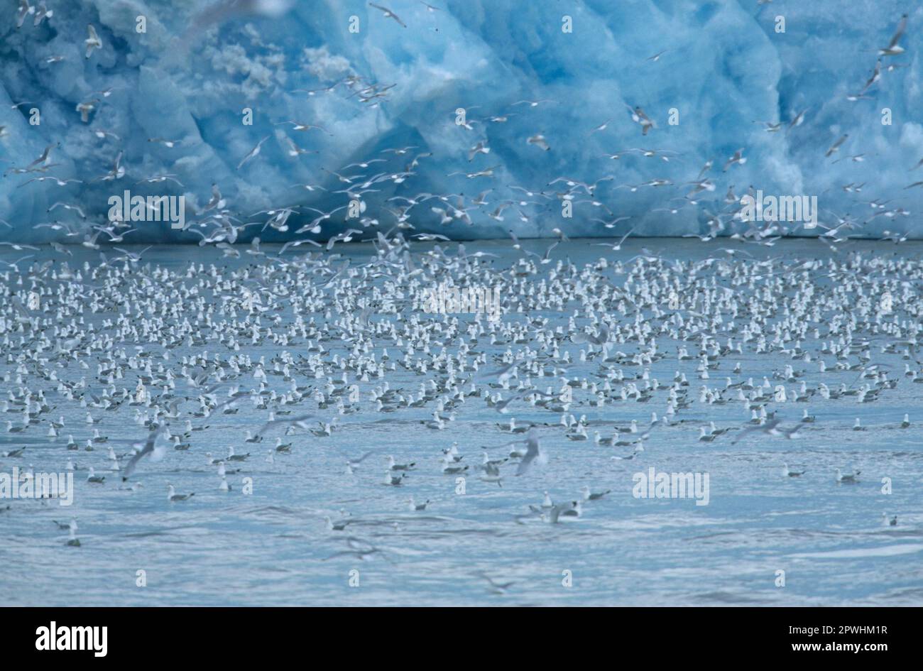 Larus tridactylus, Kittiwake, Kittiwakes (Rissa tridactyla), Gulls, Animals, Vögel, Kittiwake füttert Rausch unter Gletscher, Spitsbergen, Svalbard Stockfoto