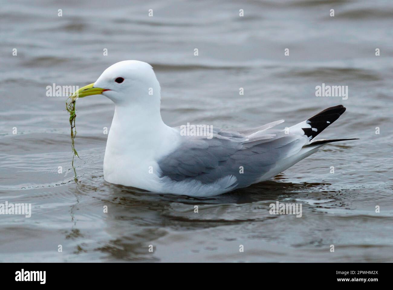 Larus tridactylus, Kittiwake, Kittiwakes, Gulls, Tiere, Vögel, Schwarzbein-Kittiwake (Rissa tridactyla), ausgewachsen, sammeln Nistmaterial auf See Stockfoto