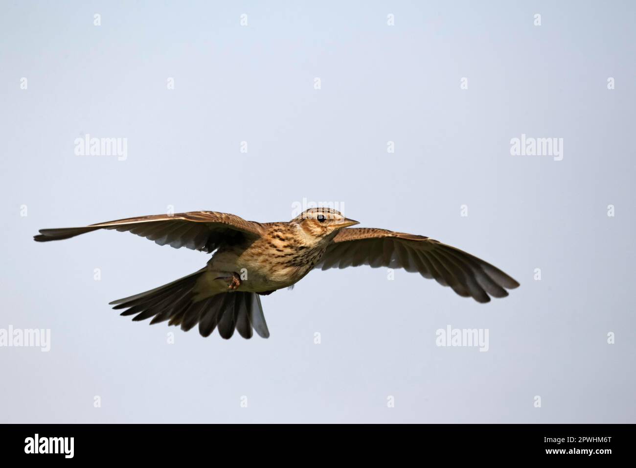 Skylark, eurasische Skylarks (Alauda arvensis), Singvögel, Tiere, Vögel, Lerchen, Skylark, Erwachsener, im Flug, Midlands, England, Großbritannien Stockfoto