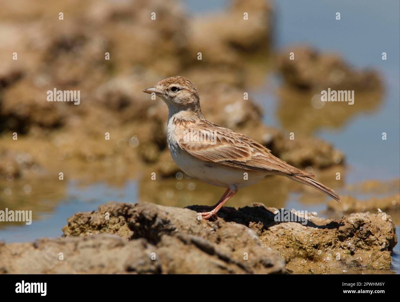 Großer Kurzzehenlank (Calandrella brachydactyla longipennis), Erwachsener, am Rand des Trinkbeckens, Taukum-Wüste, Kasachstan Stockfoto