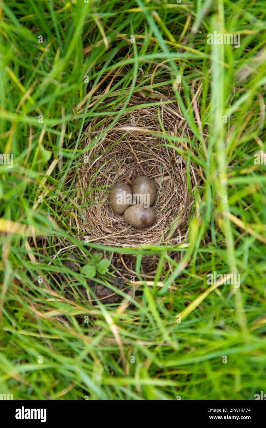 Skylark (Alauda arvensis) drei Eier in Nest, Suffolk, England, Vereinigtes Königreich Stockfoto