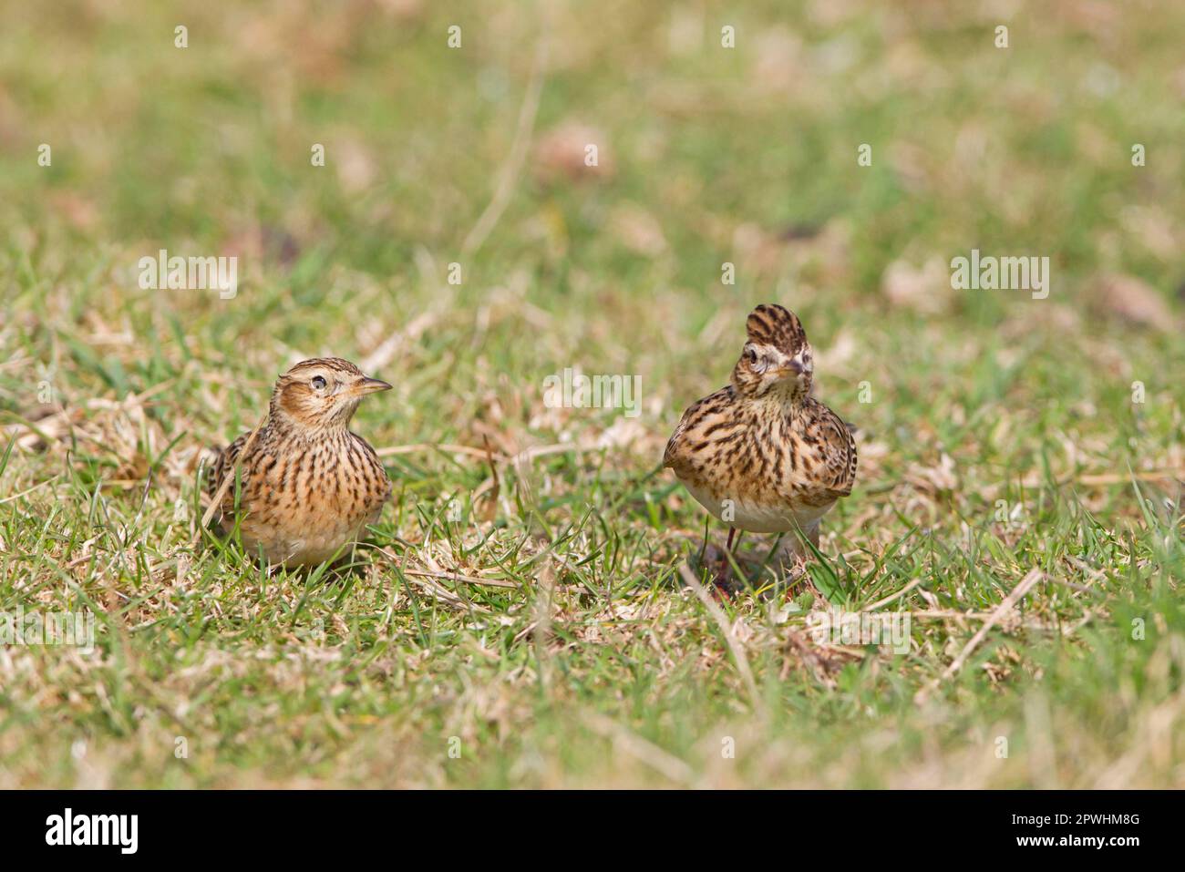 Skylark (Alauda arvensis), Erwachsenenpaar, auf Gras im Feld stehend, Suffolk, England, Großbritannien Stockfoto