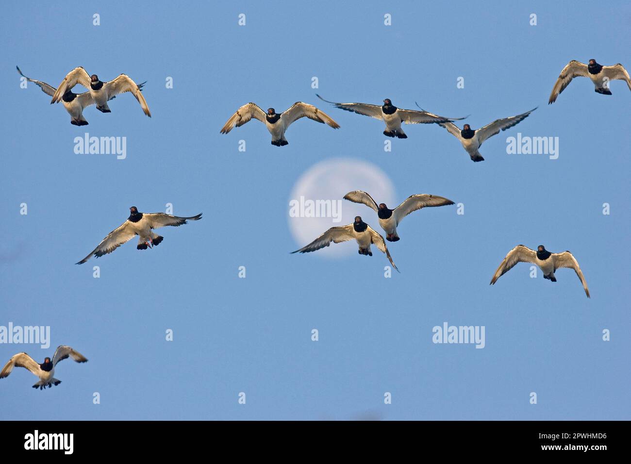 Eurasische eurasische Austernfleischherde (Haematopus ostralegus), im Flug, mit Mond, Norfolk, England, Im Winter Stockfoto