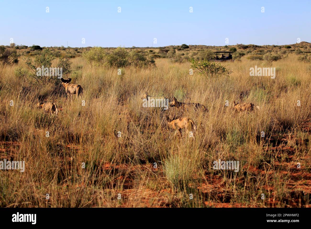 Afrikanischer Wildhund (Lycaon Pictus), Gruppenjagd, Rudelsport, Tswalu Wildreservat, Kalahari, Nordkap, Südafrika, Afrika Stockfoto