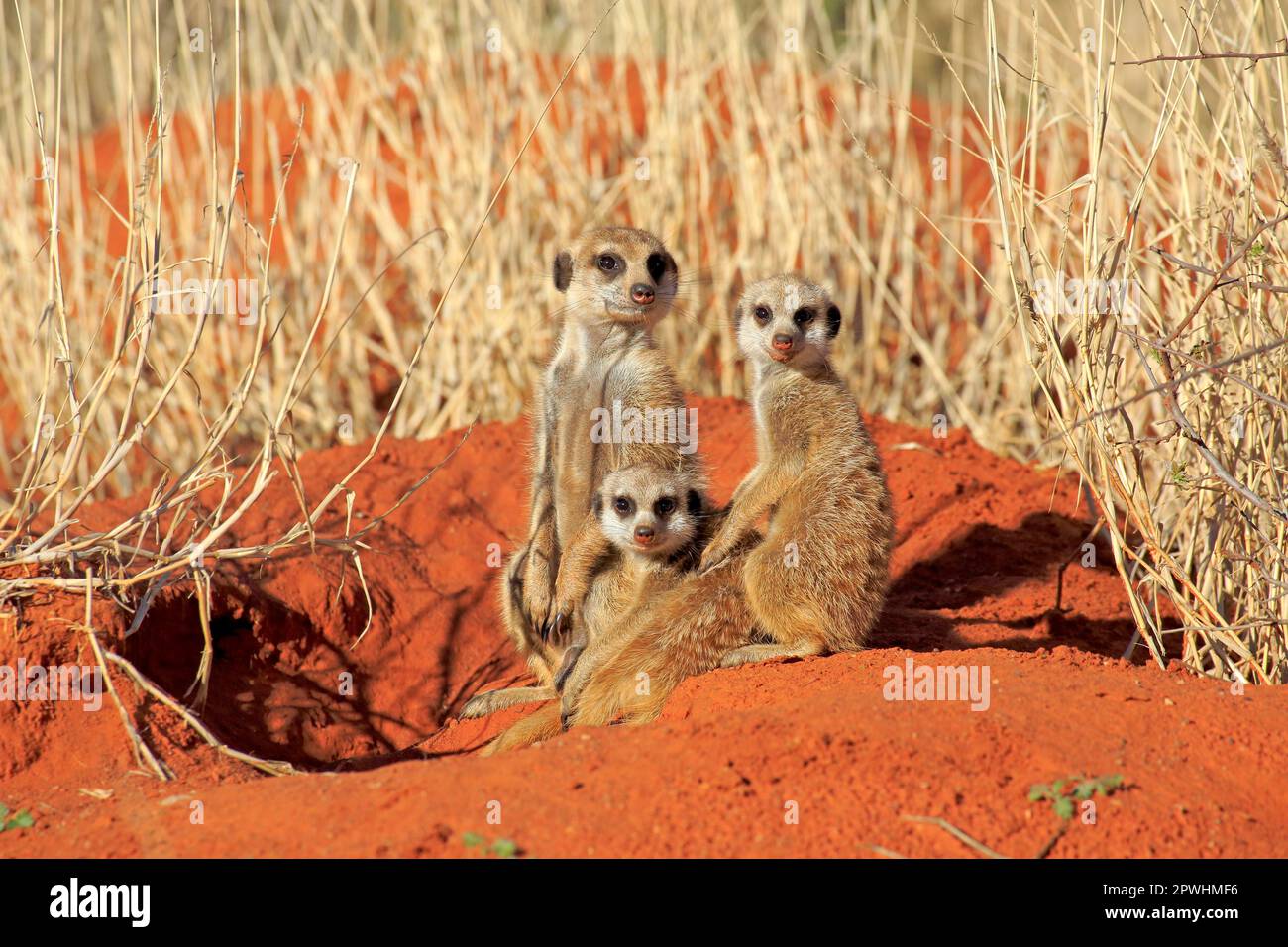 Suricate (Suricata suricatta), Gruppe wärmt sich in der Morgensonne auf, Alarm, Tswalu Wildreservat, Kalahari, Nordkap, Südafrika, Afrika Stockfoto