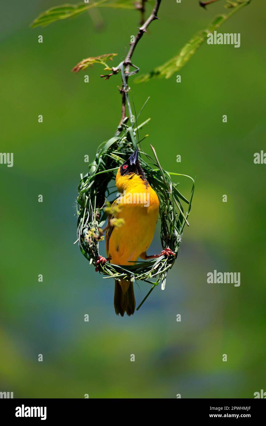 Südliche Maskenweber (Ploceus velatus), männlicher Erwachsener im Nest, Tswalu Wildreservat, Kalahari, Nordkap, Südafrika Stockfoto