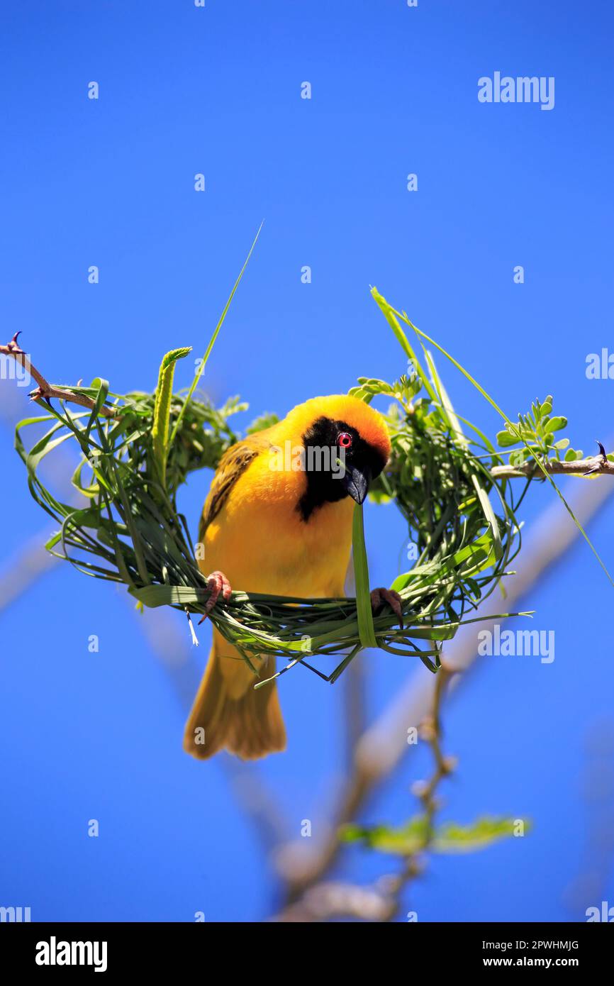 Südliche Maskenweber (Ploceus velatus), männlicher Erwachsener, der ein Nest baut, Tswalu Wildreservat, Kalahari, Nordkap, Südafrika Stockfoto