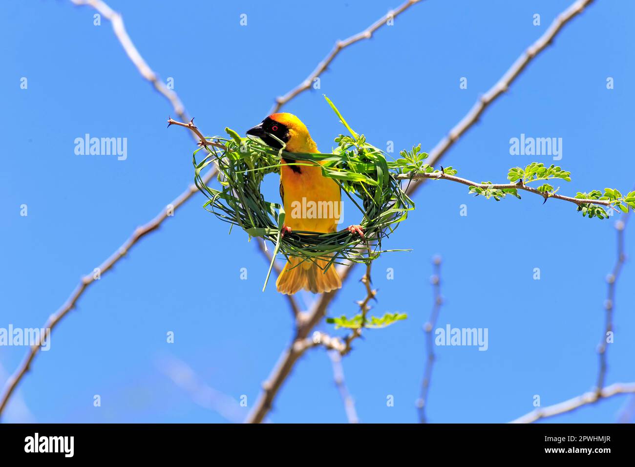 Südliche Maskenweber (Ploceus velatus), männlicher Erwachsener, der ein Nest baut, Tswalu Wildreservat, Kalahari, Nordkap, Südafrika Stockfoto