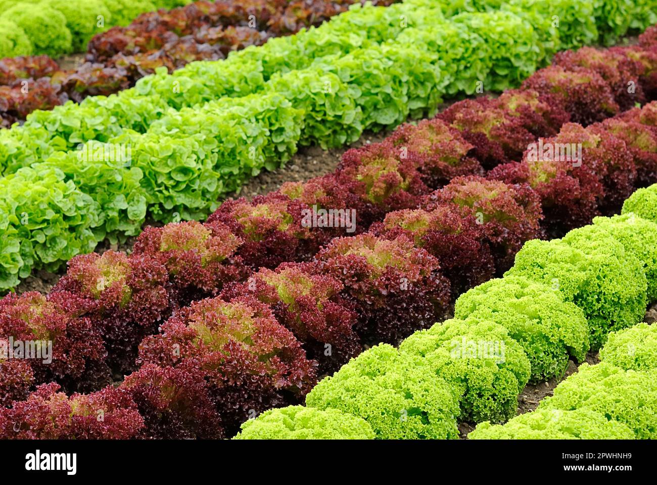 Lollo Rossa, Lollo Bionda Stockfoto