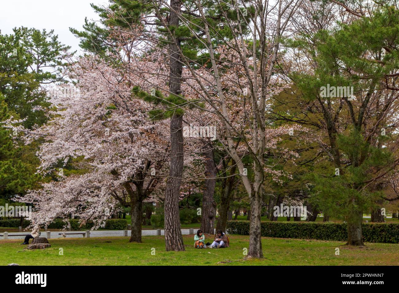 Kyoto, Japan - 25. März 2023: Kirschblüten (Sakura) im Kyoto Gyoen National Garden, Kyoto, Japan Stockfoto