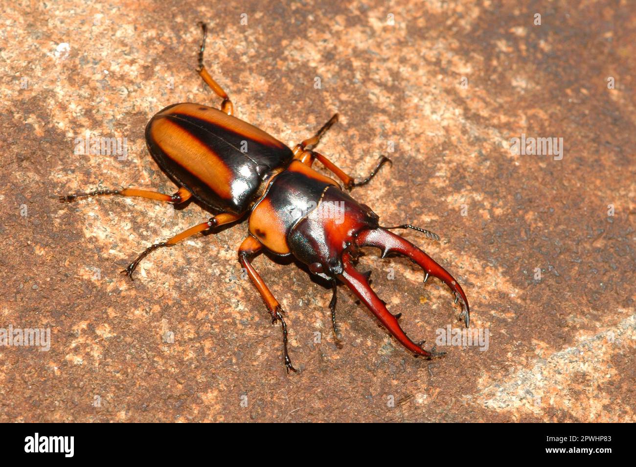 Kenianischer goliath-Käfer, männlich Stockfoto