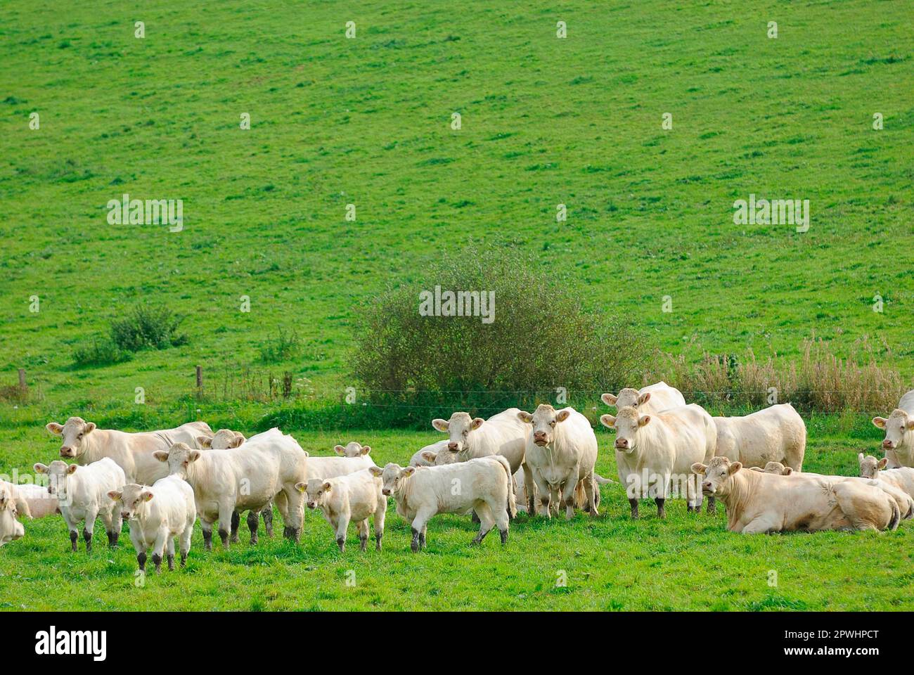Charolais-Rinder, Mutterkuhhaltung Stockfoto